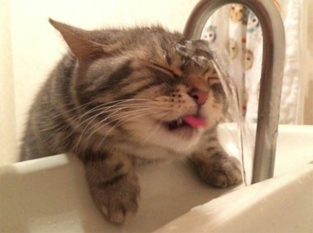 Cute Cats (25 pics)