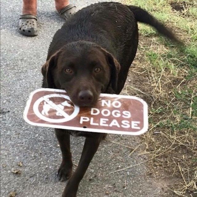 Funny Animals (49 pics)
