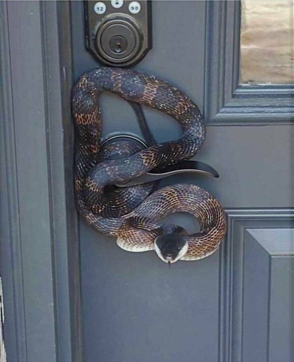 Odd Situations (15 pics)