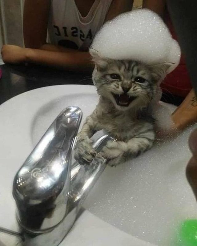 Cute Cats (29 pics)