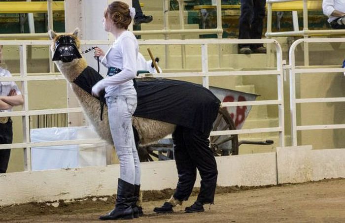 What Is Going On Here? (17 pics)