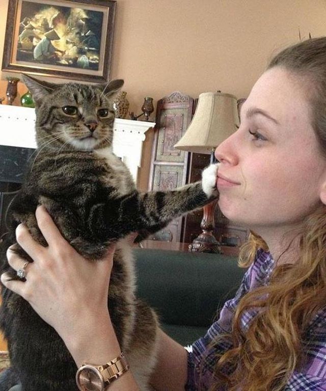 Cute And Funny Cats (36 pics)