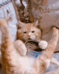 Acid GIFs, August 26 (25 gifs)