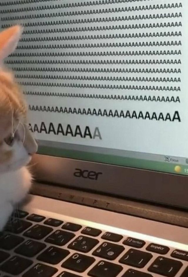 Cute Cats (28 pics)