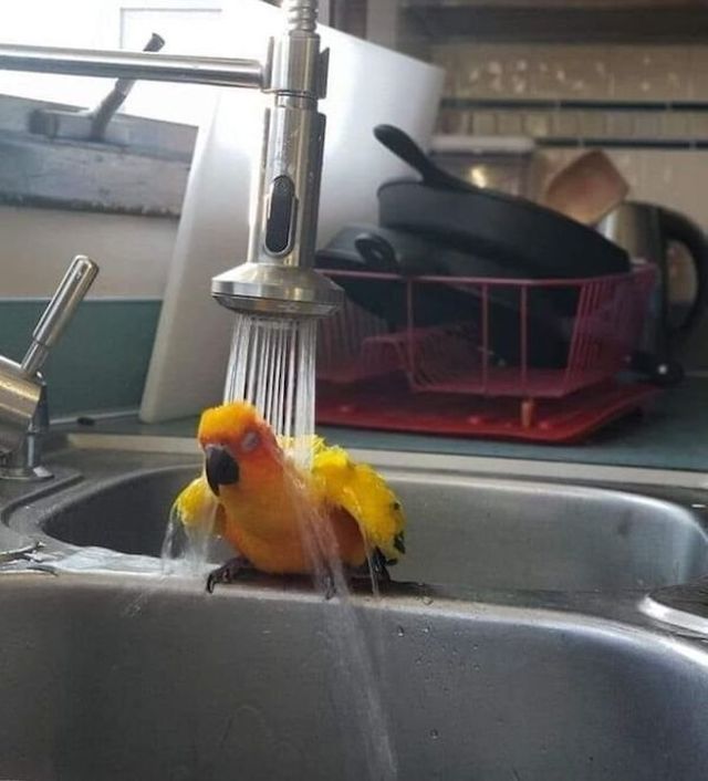 Funny Animals (30 pics)