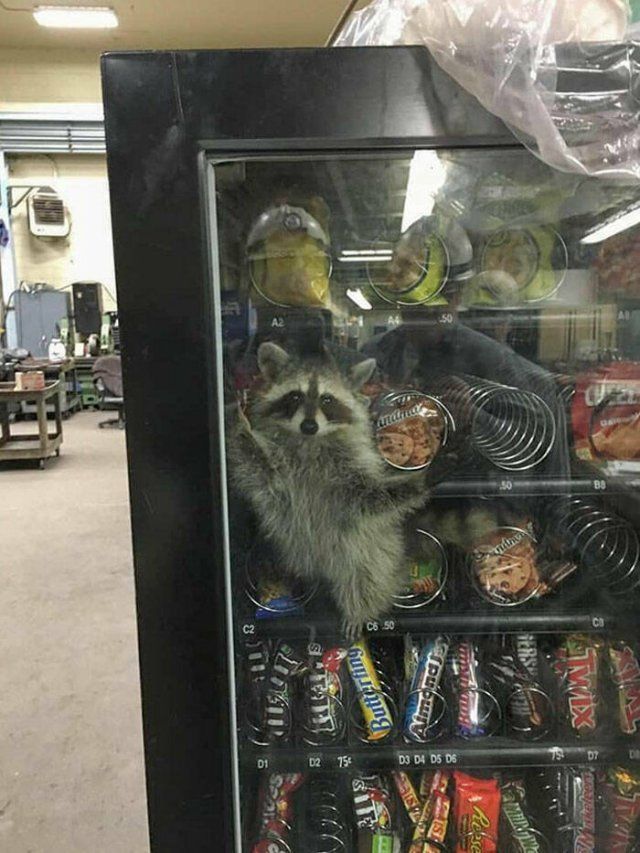 Funny Animals (48 pics)