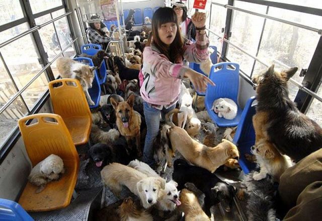 Strange Photos From Asian Countries (15 pics)