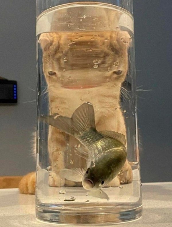 What Is Going On Here? (18 pics)
