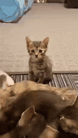 Acid GIFs, August 31 (25 gifs)