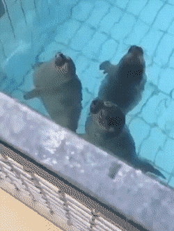 Acid GIFs, August 31 (25 gifs)