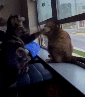 Acid GIFs, August 31 (25 gifs)