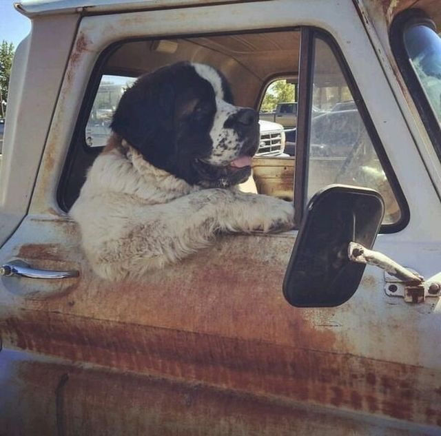 Funny And Cute Dogs (28 pics)