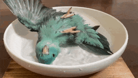 Acid GIFs, September 1 (25 gifs)