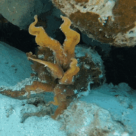 Acid GIFs, September 1 (25 gifs)