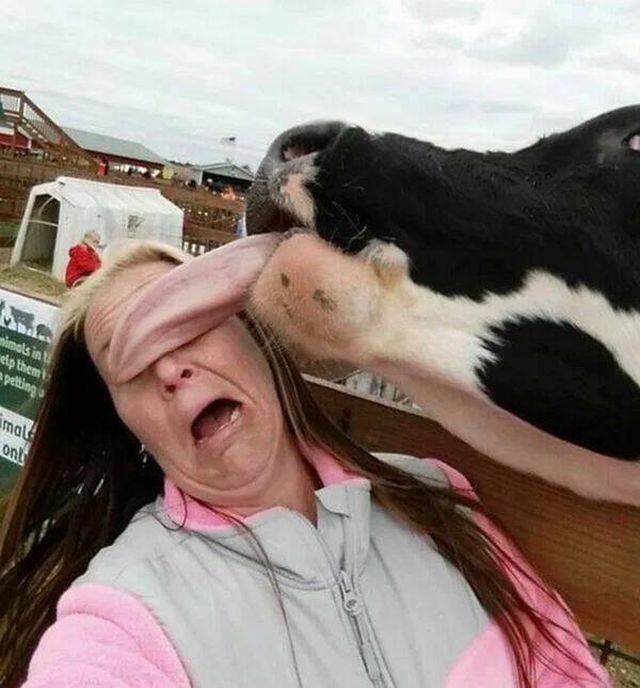 Funny Animals (50 pics)