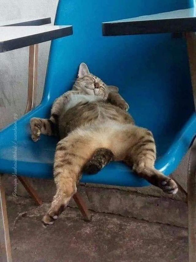 Cats With Funny Faces (35 pics)