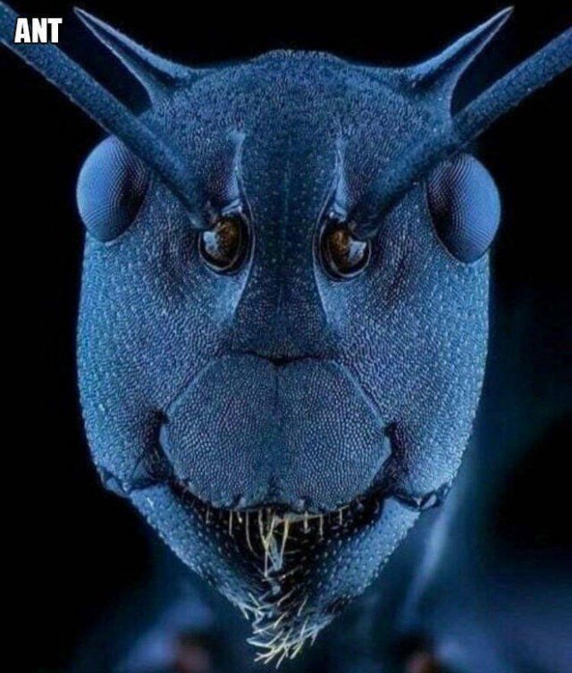 Different Creatures Under The Microscope (18 pics)