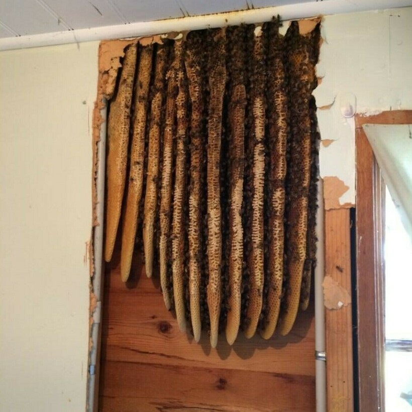Finds In Old Houses (13 pics)