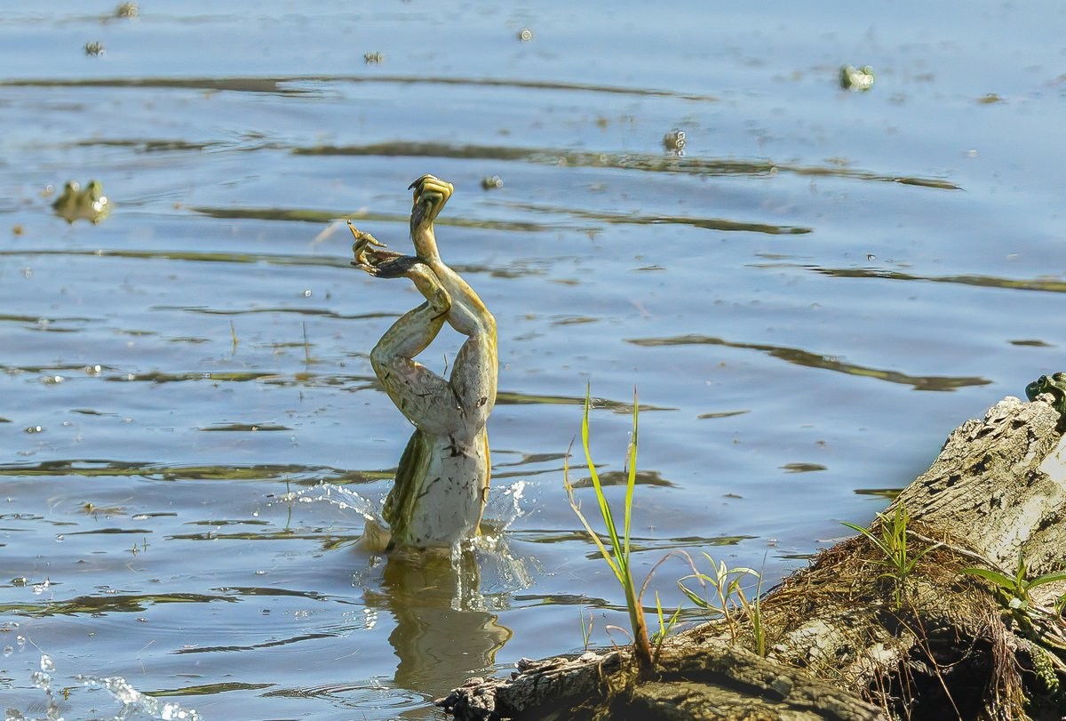 Funny Wild Animals (16 pics)