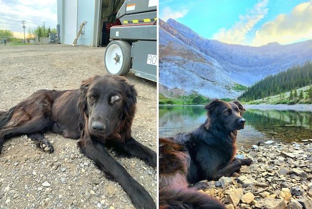 Homeless Animals Before And After They Found Their Home (33 pics)