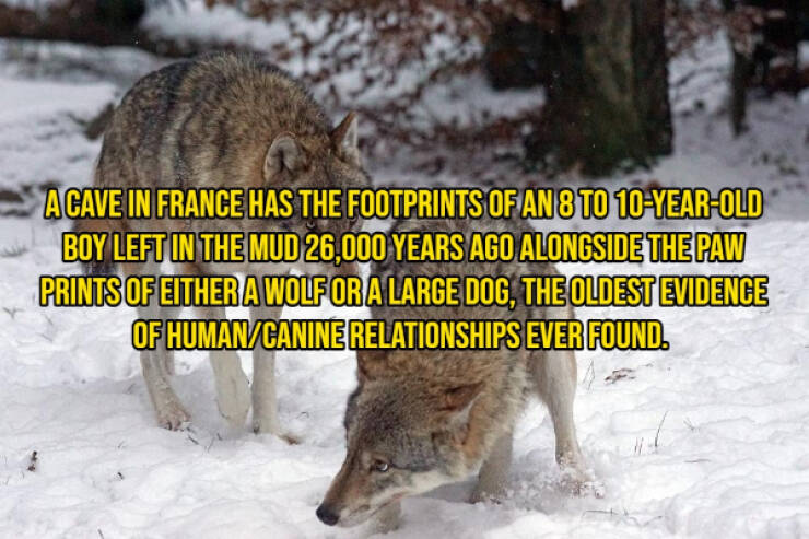 Interesting Facts (14 pics)