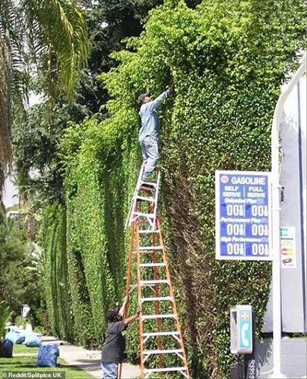 They Don't Think About Safety (20 pics)