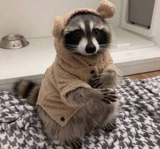 Funny Animals (34 pics)