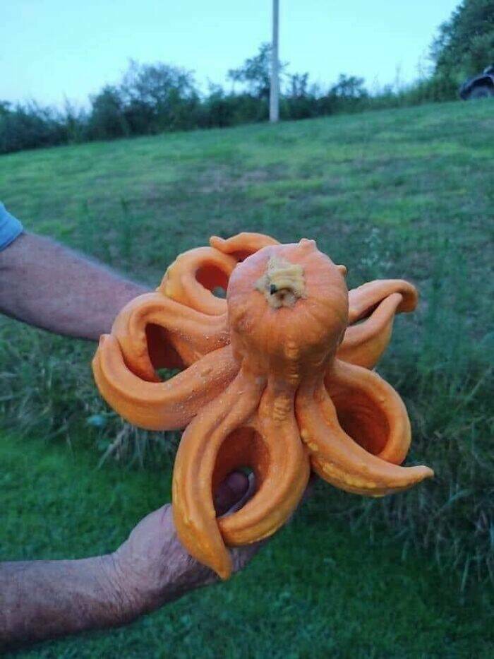 Unusual Finds And Situations (20 pics)
