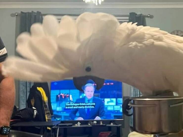 Unusual Finds And Situations (20 pics)