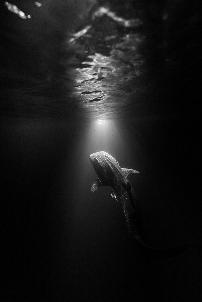 Amazing Underwater Photos (20 pics)