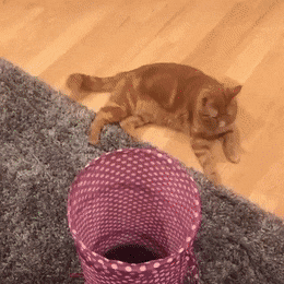 Acid GIFs, September 13 (25 gifs)