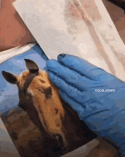 Acid GIFs, September 13 (25 gifs)