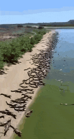 Acid GIFs, September 13 (25 gifs)