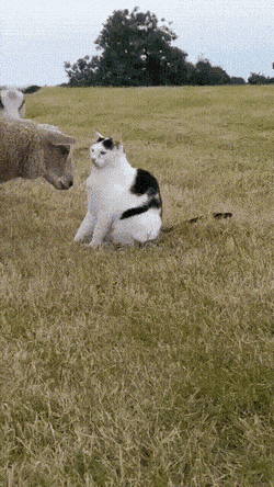 Acid GIFs, September 13 (25 gifs)