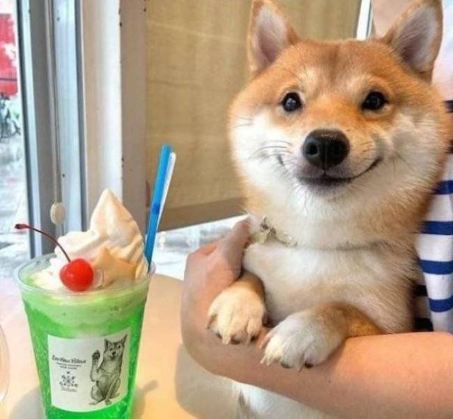 Funny Animals (33 pics)