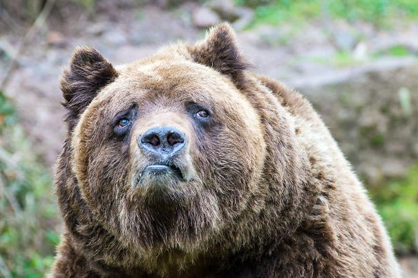 Funny Animals (20 pics)