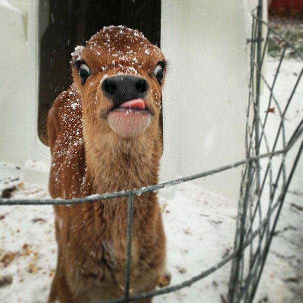 Funny Animals (20 pics)