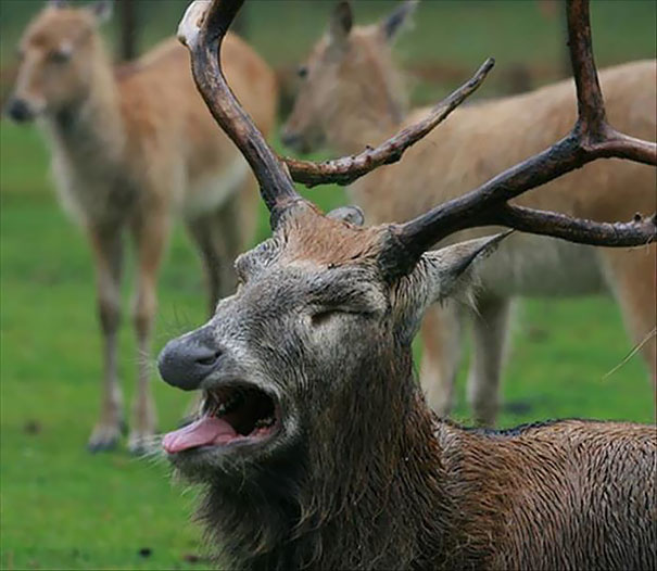 Funny Animals (20 pics)