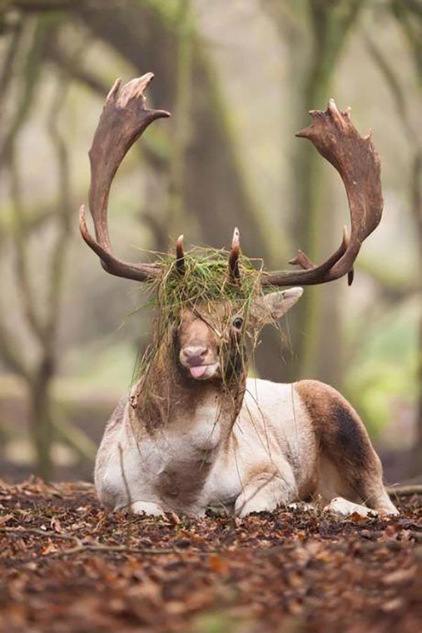Funny Animals (20 pics)