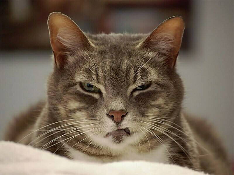 Funny And ''Angry'' Cats (15 pics)