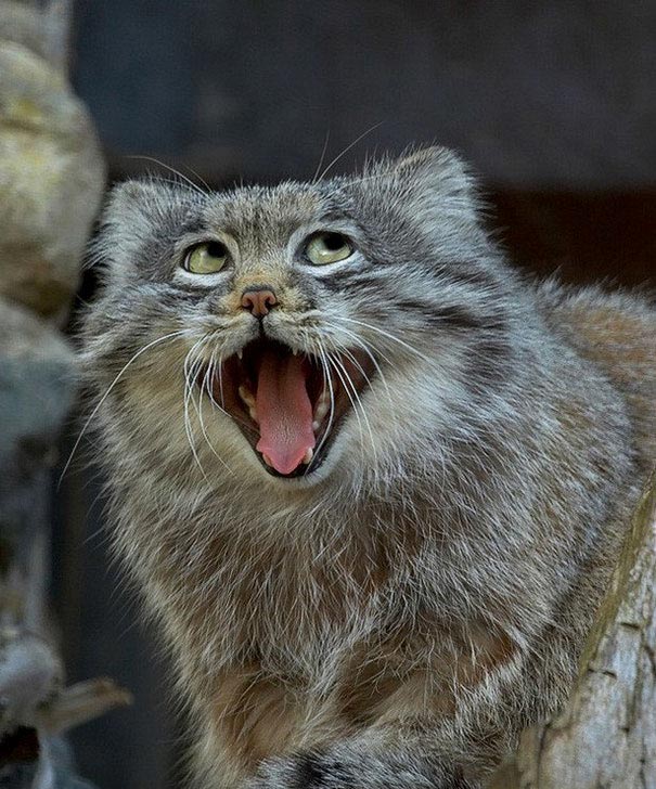 Funny Animals (20 pics)