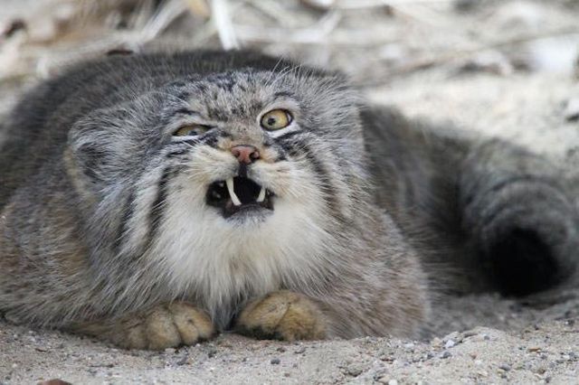 Funny Animals (20 pics)