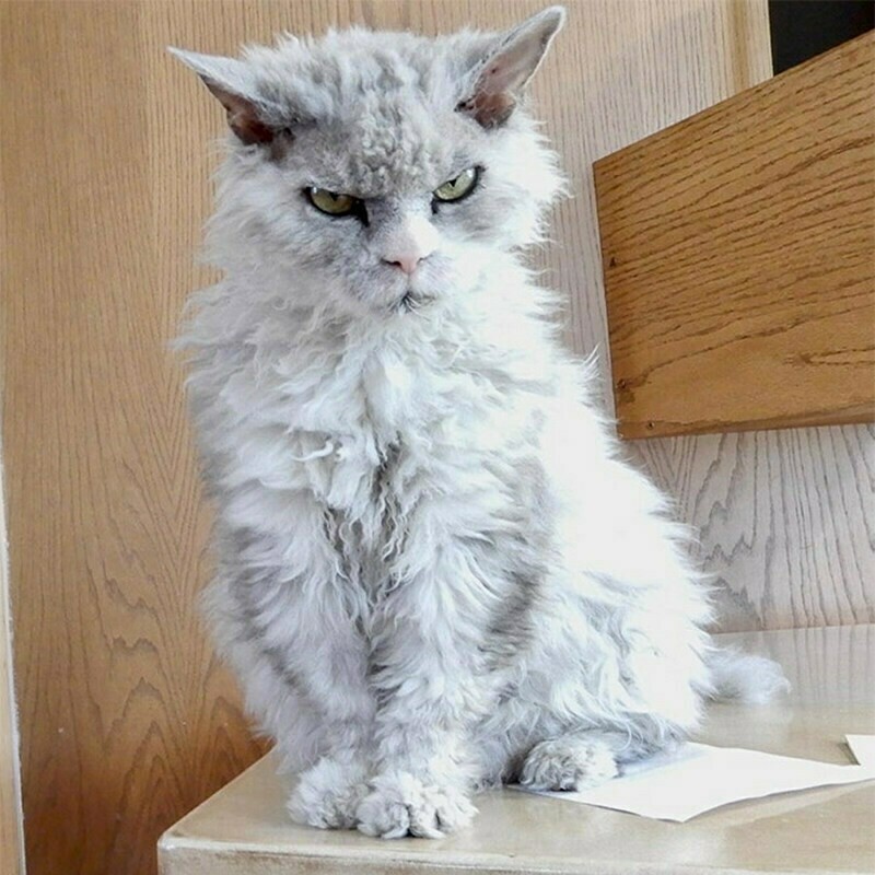 Funny And ''Angry'' Cats (15 pics)