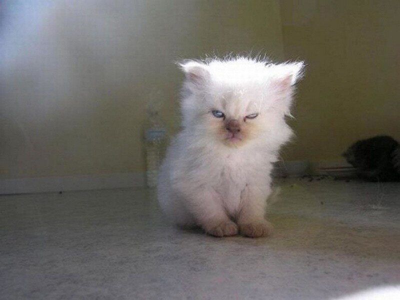 Funny And ''Angry'' Cats (15 pics)