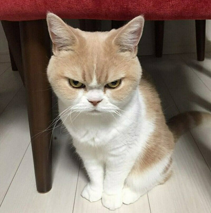 Funny And ''Angry'' Cats (15 pics)