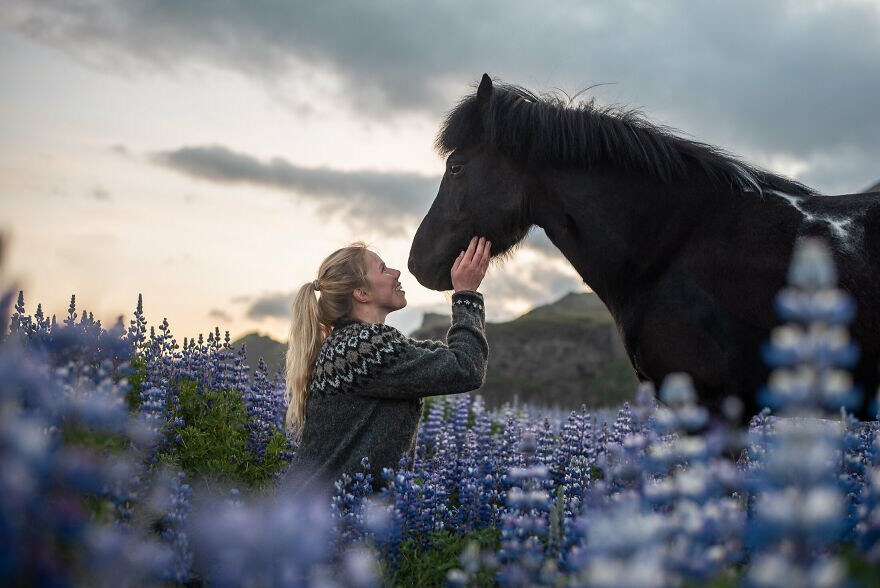 Amazing Horses In Iceland (22 pics)