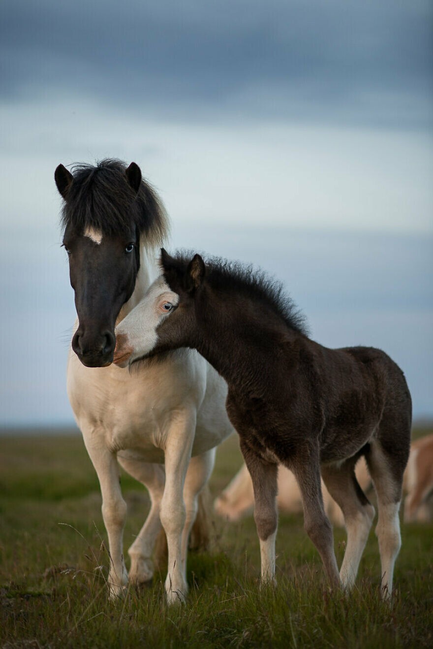 Amazing Horses In Iceland (22 pics)
