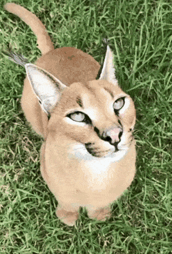 Acid GIFs, September 16 (25 gifs)