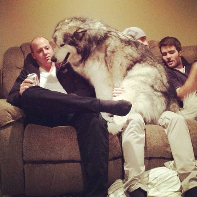 Giant Dogs (30 pics)