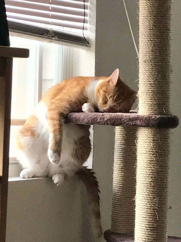 Cute Cats (19 pics)